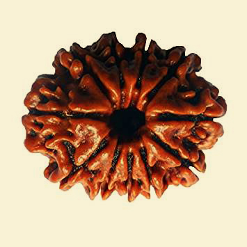 11-mukhi-rudraksha