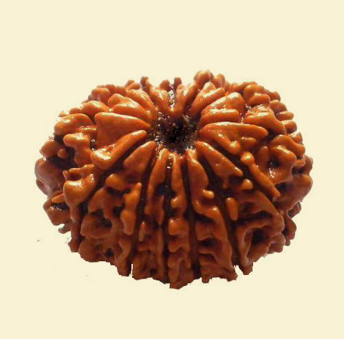 12-mukhi-rudraksha