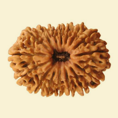 16-mukhi-rudraksha