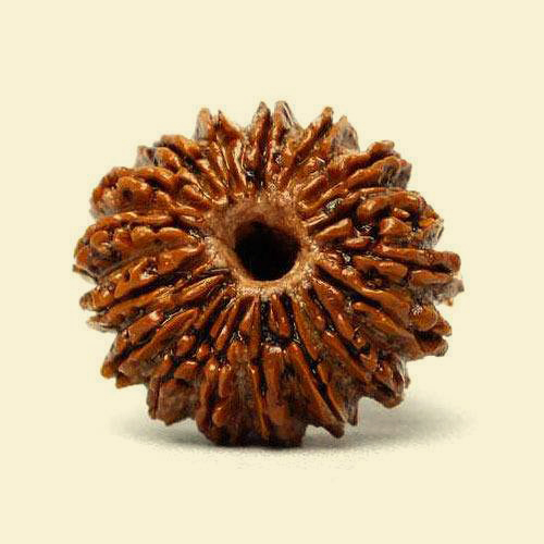 17-mukhi-rudraksha