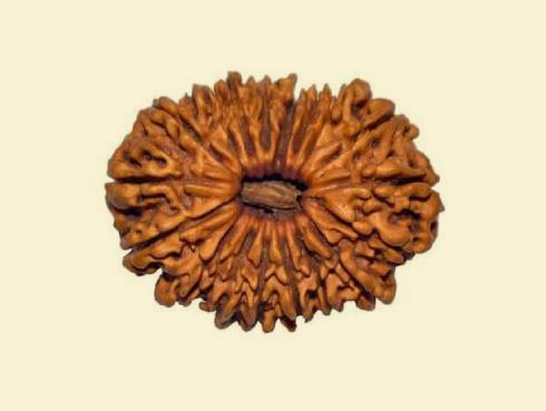 18-mukhi-rudraksha