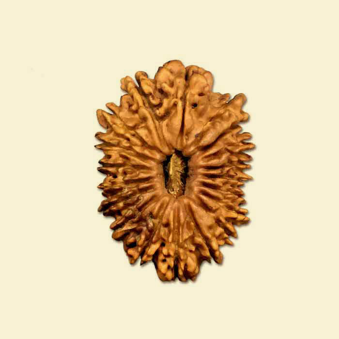 19-mukhi-rudraksha