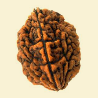 2-mukhi-rudraksha