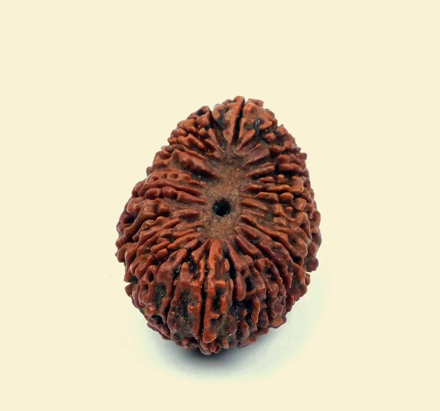 20-mukhi-rudraksha