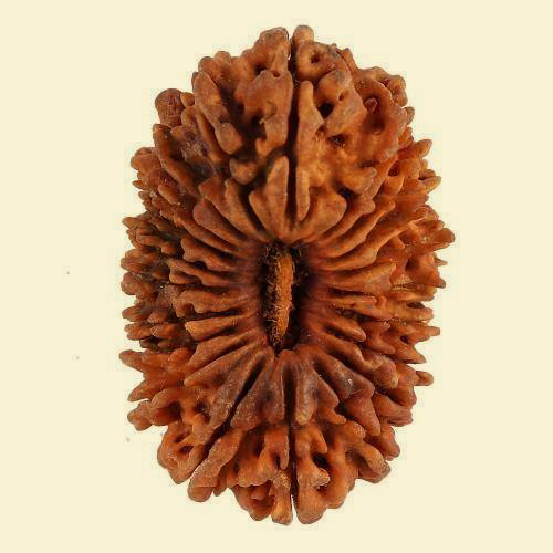 21-mukhi-rudraksha