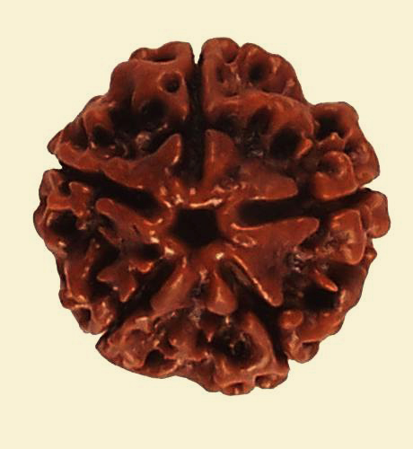 5-mukhi-rudraksha