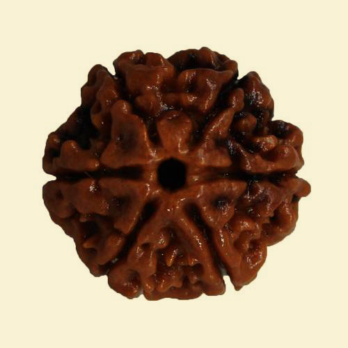 6-mukhi-rudraksha