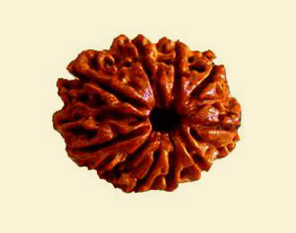 9-mukhi-rudraksha