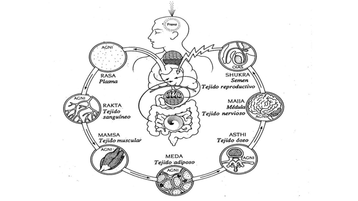 What Are Saptdhatus? Seven Types Of Dhatu In, 58% OFF